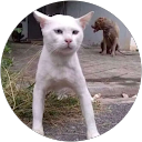 Mayga Kachhwaha profile picture